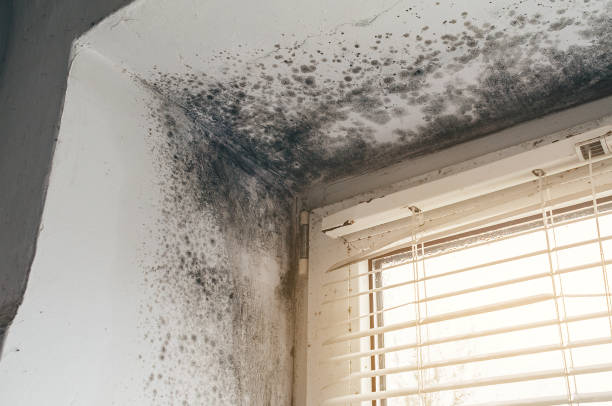 Trusted Commercial Mold Remediation service in Sterling, GA - Cheap Mold Removal