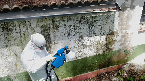 Trusted Mold Removal service in Sterling, GA - Cheap Mold Removal